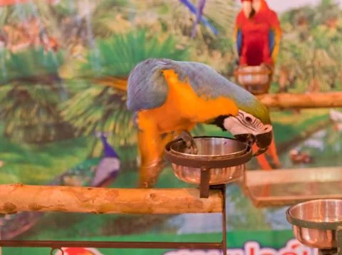 Parrots Foto stock