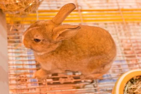 Parrots Stock Photos