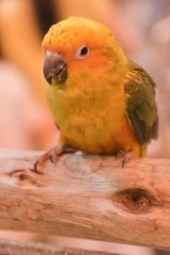 Parrots Stock Photos