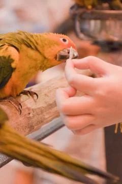 Parrots Stock Photos