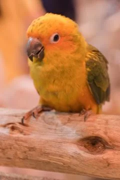 Parrots Stock Photos