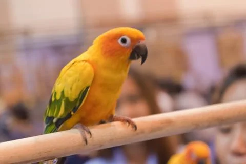 Parrots Stock Photos