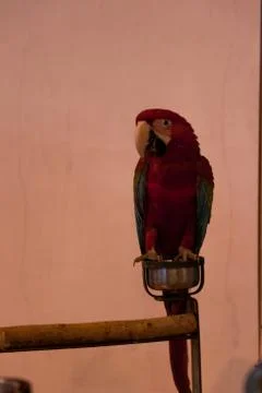 Parrots Stock Photos