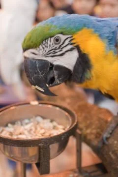 Parrots Stock Photos