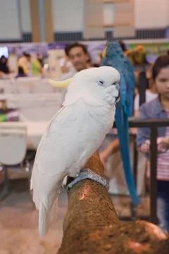 Parrots Stock Photos