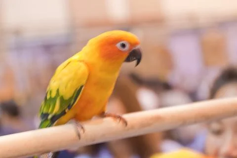 Parrots Stock Photos