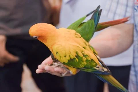 Parrots Stock Photos