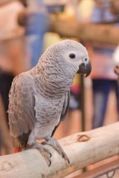 Parrots Stock Photos