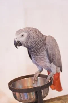 Parrots Stock Photos