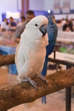 Parrots Stock Photos