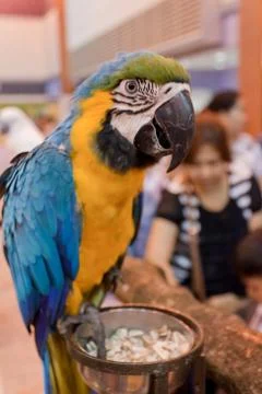 Parrots Stock Photos