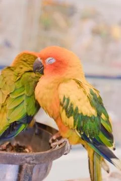 Parrots Foto stock