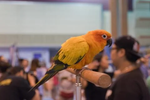 Parrots Stock Photos