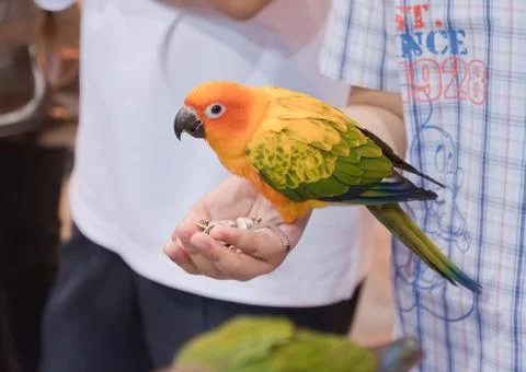 Parrots Foto stock
