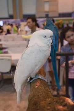 Parrots Stock Photos