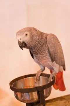 Parrots Foto stock