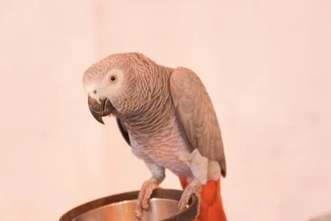 Parrots Stock Photos