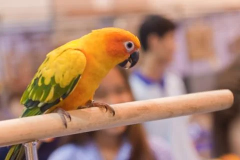 Parrots Stock Photos