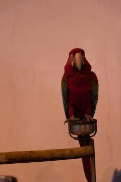 Parrots Stock Photos