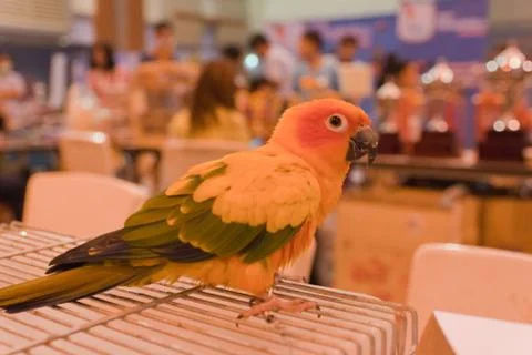 Parrots Stock Photos