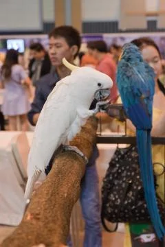 Parrots Stock Photos