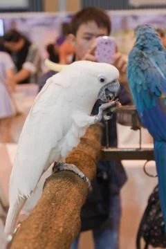 Parrots 스톡 사진