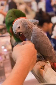 Parrots Stock Photos