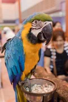 Parrots Stock Photos