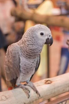 Parrots Stock Photos