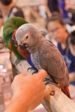 Parrots Stock Photos