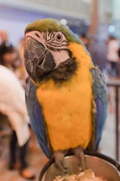 Parrots Stock Photos