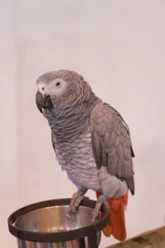 Parrots Stock Photos