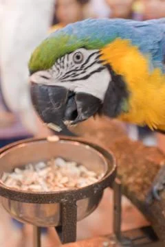 Parrots Stock Photos