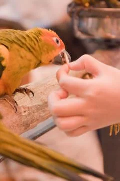 Parrots Stock Photos