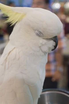 Parrots Stock Photos