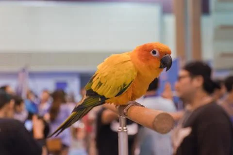 Parrots Stock Photos