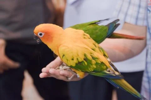 Parrots Stock Photos