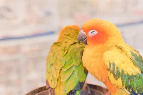 Parrots Stock Photos
