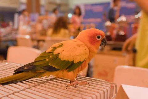 Parrots Stock Photos