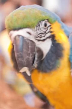 Parrots Stock Photos