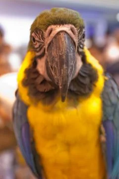 Parrots Stock Photos