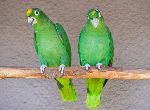 Parrots Stock Photos
