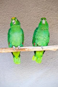 Parrots Stock Photos