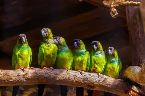 Parrots 스톡 사진