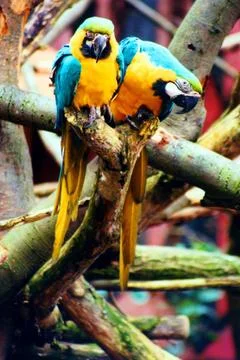 Parrots 스톡 사진