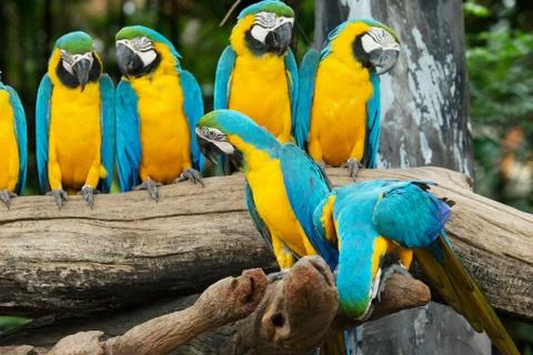 Parrots Stock Photos