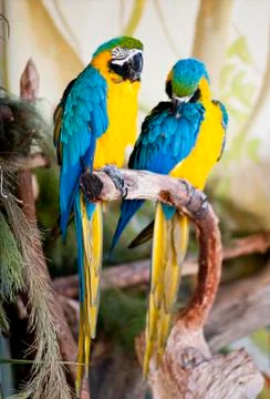 Parrots Stock Photos