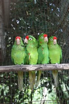 Parrots Stock Photos