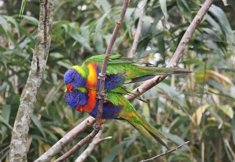 Parrots Stock Photos