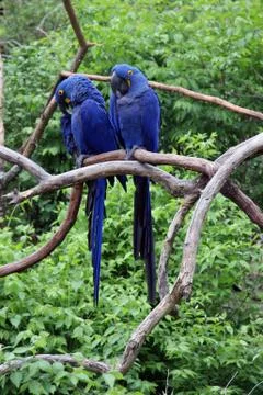 Parrots Stock Photos